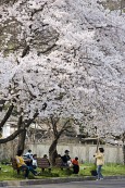 벚꽃이 만개한 나무 아래서 쉬고 있는 시민들2사진(00002)