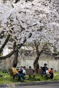 벚꽃이 만개한 나무 아래서 쉬고 있는 시민들3사진(00003)