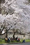 벚꽃이 만개한 나무 아래서 쉬고 있는 시민들4사진(00004)