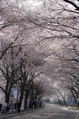 벚꽃이 만개한 나무들이 줄지어 서 있는 은파유원지의 도로1사진(00001)