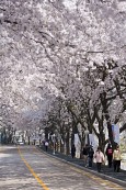 벚꽃이 만개한 나무들이 줄지어 서 있는 은파유원지의 도로2사진(00002)