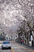 벚꽃이 만개한 나무들이 줄지어 서 있는 은파유원지의 도로를 지나고 있는 차사진(00003)