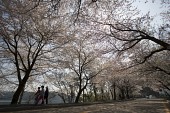 벚꽃이 만개한 나무들이 줄지어 서 있는 은파유원지의 도로3사진(00004)