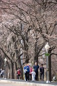 벚꽃이 가득 피어 있는 길을 걷고 있는 사람들3사진(00003)