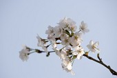 벚꽃이 피어있는 나뭇가지1사진(00004)