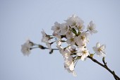 벚꽃이 피어있는 나뭇가지2사진(00005)