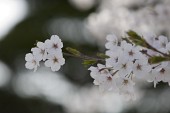 벚꽃이 피어있는 나뭇가지4사진(00007)