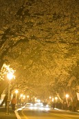 노란가로등의 빛이 비추고 있는 벚꽃이 가득 피어있는 은파유원지3사진(00003)