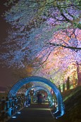 물빛다리의 불빛이 비춰 여러가지 색으로 빛나고 있는 벚꽃1사진(00004)