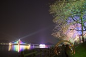 물빛다리의 불빛이 비춰 여러가지 색으로 빛나고 있는 벚꽃2사진(00005)