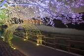 물빛다리의 불빛이 비춰 여러가지 색으로 빛나고 있는 벚꽃4사진(00007)
