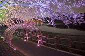 물빛다리의 불빛이 비춰 여러가지 색으로 빛나고 있는 벚꽃5사진(00008)