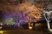 물빛다리의 불빛이 비춰 여러가지 색으로 빛나고 있는 벚꽃6사진(00009)
