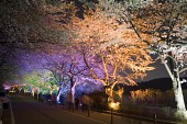 물빛다리의 불빛이 비춰 여러가지 색으로 빛나고 있는 벚꽃7사진(00010)