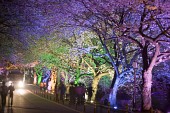 물빛다리의 불빛이 비춰 여러가지 색으로 빛나고 있는 벚꽃8사진(00011)