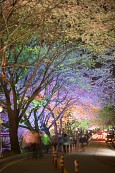 물빛다리의 불빛이 비춰 여러가지 색으로 빛나고 있는 벚꽃12사진(00015)