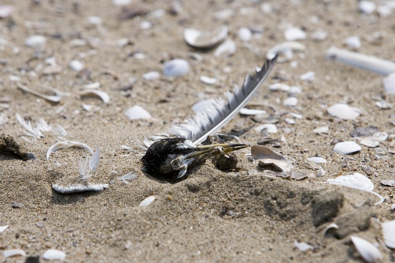 모래에 묻혀있는 새의 모습