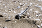 모래에 묻혀있는 새의 모습사진(00005)