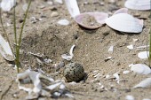 알을 모래를 파고 놓은 모습1사진(00007)