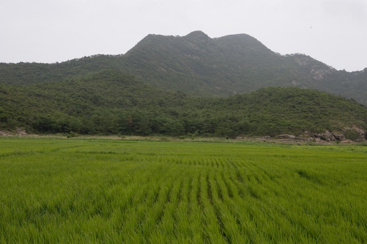 녹빛 논 뒤로 보이는 바위 산3