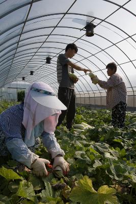 울외를 수확하고 있는 모습1