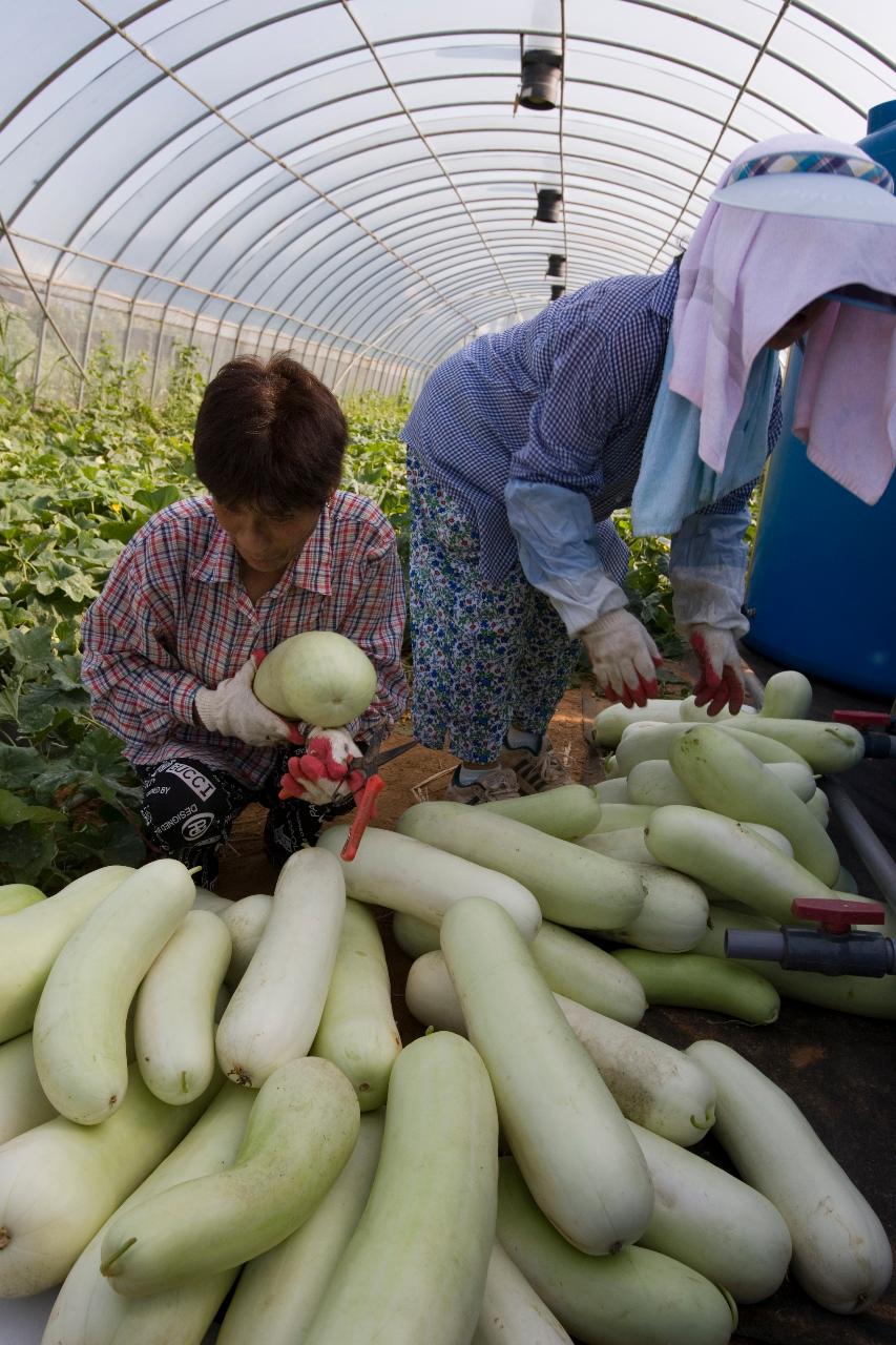 수확한 울외들을 모아놓고 있는 모습3