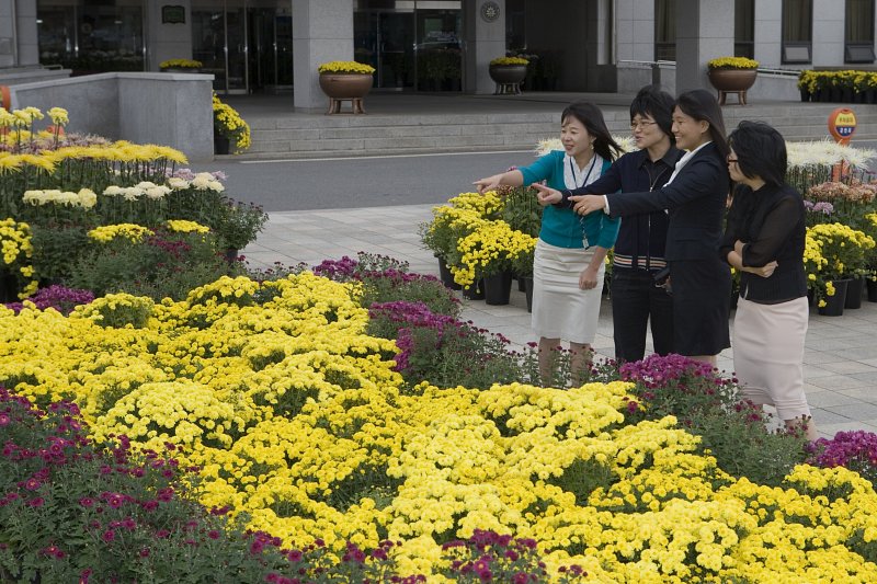 국화꽃 전시회에서 꽃을 구경하고 있는 사람들2