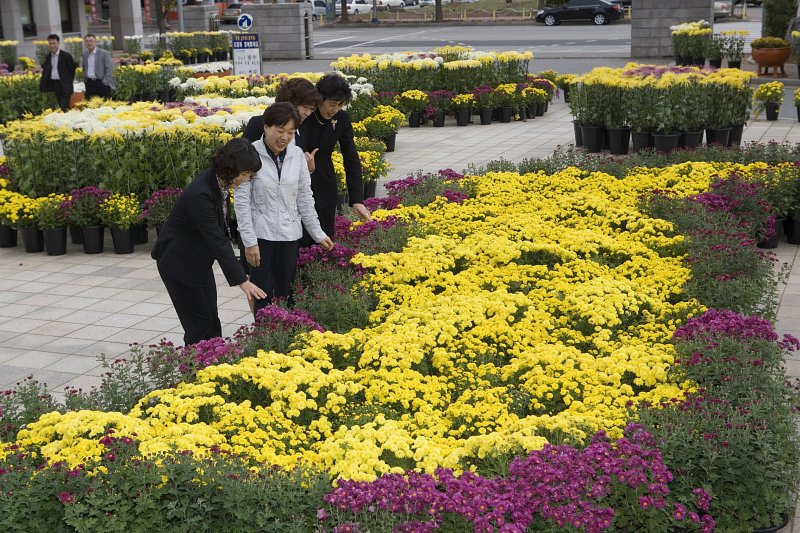 국화꽃 전시회에서 꽃을 구경하고 있는 사람들6