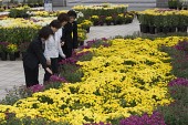 국화꽃 전시회에서 꽃을 구경하고 있는 사람들7사진(00013)