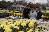 국화꽃 전시회에서 꽃과 함께 사진을 찍고 있는 사람들3사진(00015)
