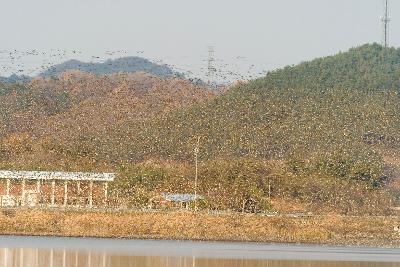 날아오르고 있는 철새들 무리1