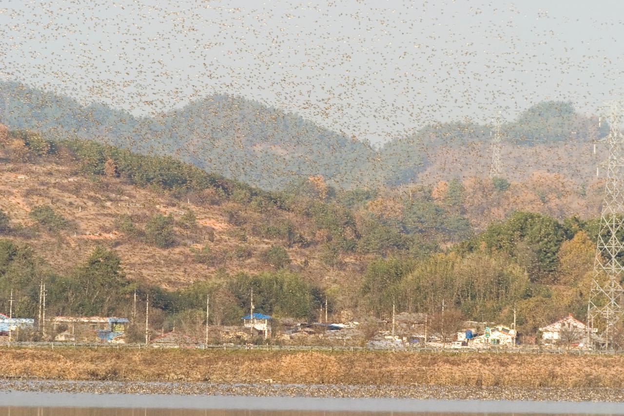 날아오르고 있는 철새들 무리4