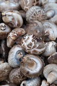 맛잇어 보이는 버섯들사진(00009)