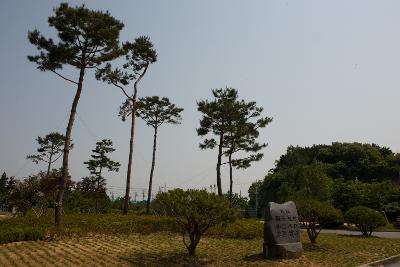 높게 자리잡은 나무들과 비석