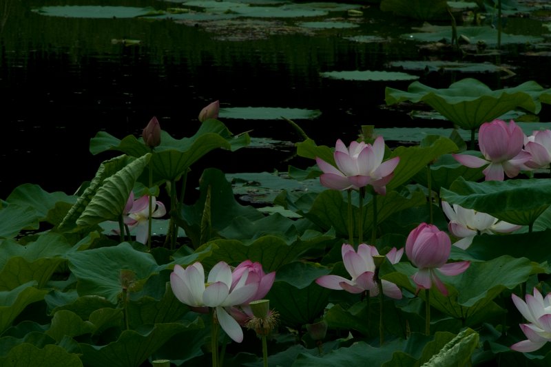 연못위에 무성히 나있는 연꽃들10