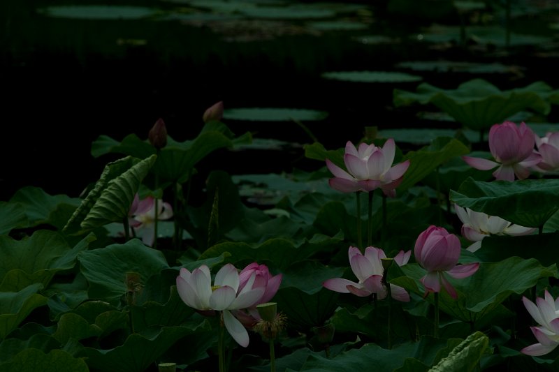 연못위에 무성히 나있는 연꽃들11