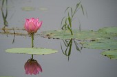 연못위에 자리잡은 연꽃1사진(00001)