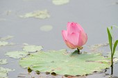 연못위에 자리잡은 연꽃2사진(00003)