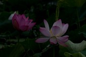 연못위에 무성히 나있는 연꽃들1사진(00004)