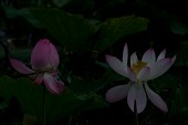 연못위에 무성히 나있는 연꽃들3사진(00006)