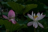 연못위에 무성히 나있는 연꽃들4사진(00007)