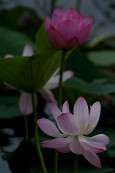 연못위에 무성히 나있는 연꽃들7사진(00010)