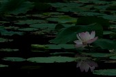 연못위에 무성히 나있는 연꽃들8사진(00011)