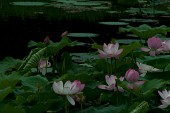 연못위에 무성히 나있는 연꽃들10사진(00013)