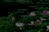 연못위에 무성히 나있는 연꽃들11사진(00014)