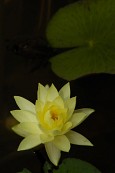 노란연꽃의 모습2사진(00020)