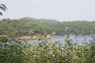 옥산면 청암산 구불길