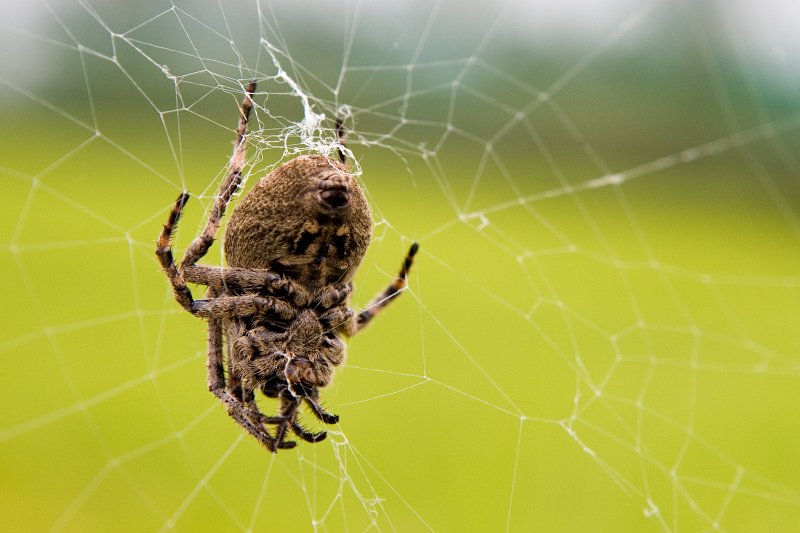 거미줄에 매달려있는 뚱보왕거미의 모습1