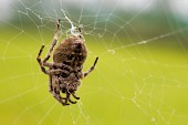 거미줄에 매달려있는 뚱보왕거미의 모습1사진(00001)