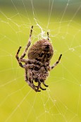 거미줄에 매달려있는 뚱보왕거미의 모습2사진(00002)